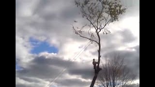 FATAL!!! Kumpulan Video Kesalahan Saat Menebang Pohon