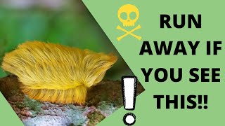 Most Dangerous and Poisonous Caterpillars on Earth | EKWC EP - 49