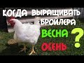 Когда лучше выращивать бройлеров