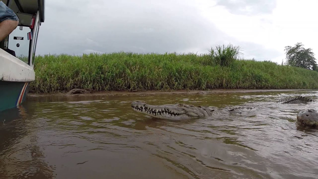 Jose's Crock Tour Costa Rica 8202014 YouTube