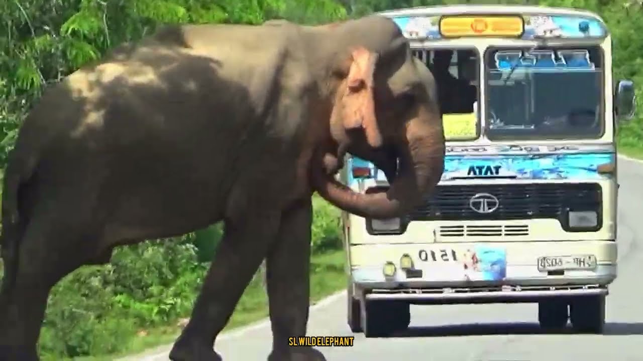 Fierce wild elephant obstructs traffic in search of food.😱😥