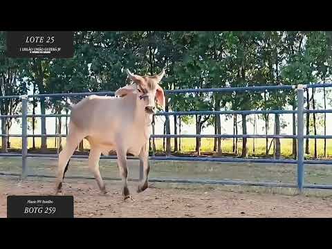LOTE 25: BOTG259_Flavie FIV Botelho