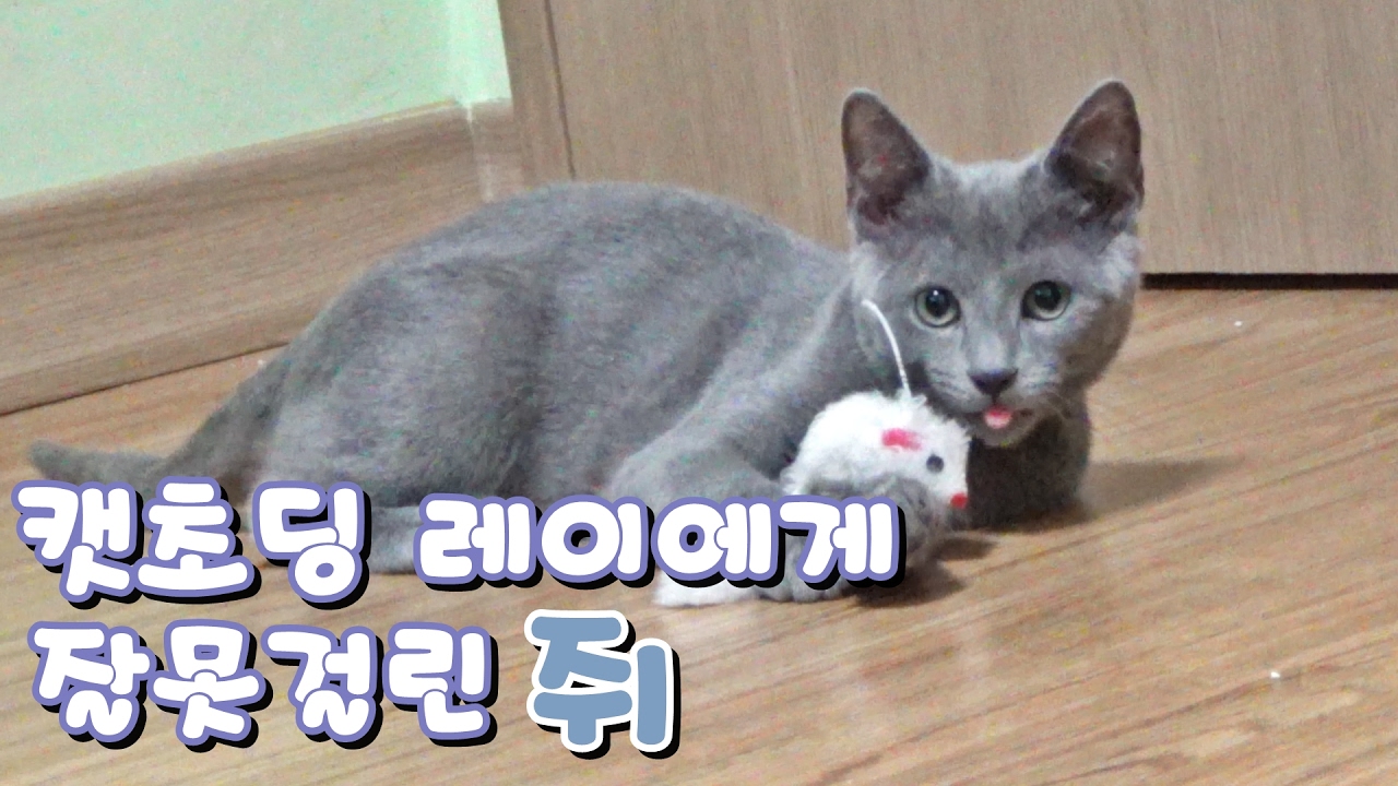 캣초딩 레이에게 잘못걸린 불쌍한 쥐 Poor rat - YouTube