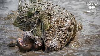 MARA RIVER WAR | Crocodile vs Hippo Battle of Africa’s Deadliest Giants | Nature Animal Documentary