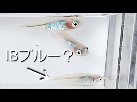 IBブルーメダカを選別したら、ヤバそうな子たちがいた！ - YouTube