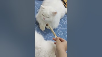 Silvervine Madness! Cutest Cat Playtime Ever 😂🐾