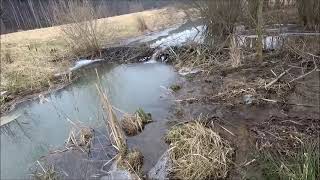 Zabij Bobra,Zachráníš Strom