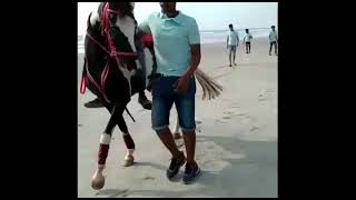 Thikkodi beach horse riding Started Kozikode #calict #horse #beach horse