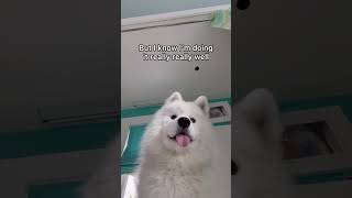 This is my dogs constant thought #shorts #samoyed #funnydogs #funnyshorts #dogs