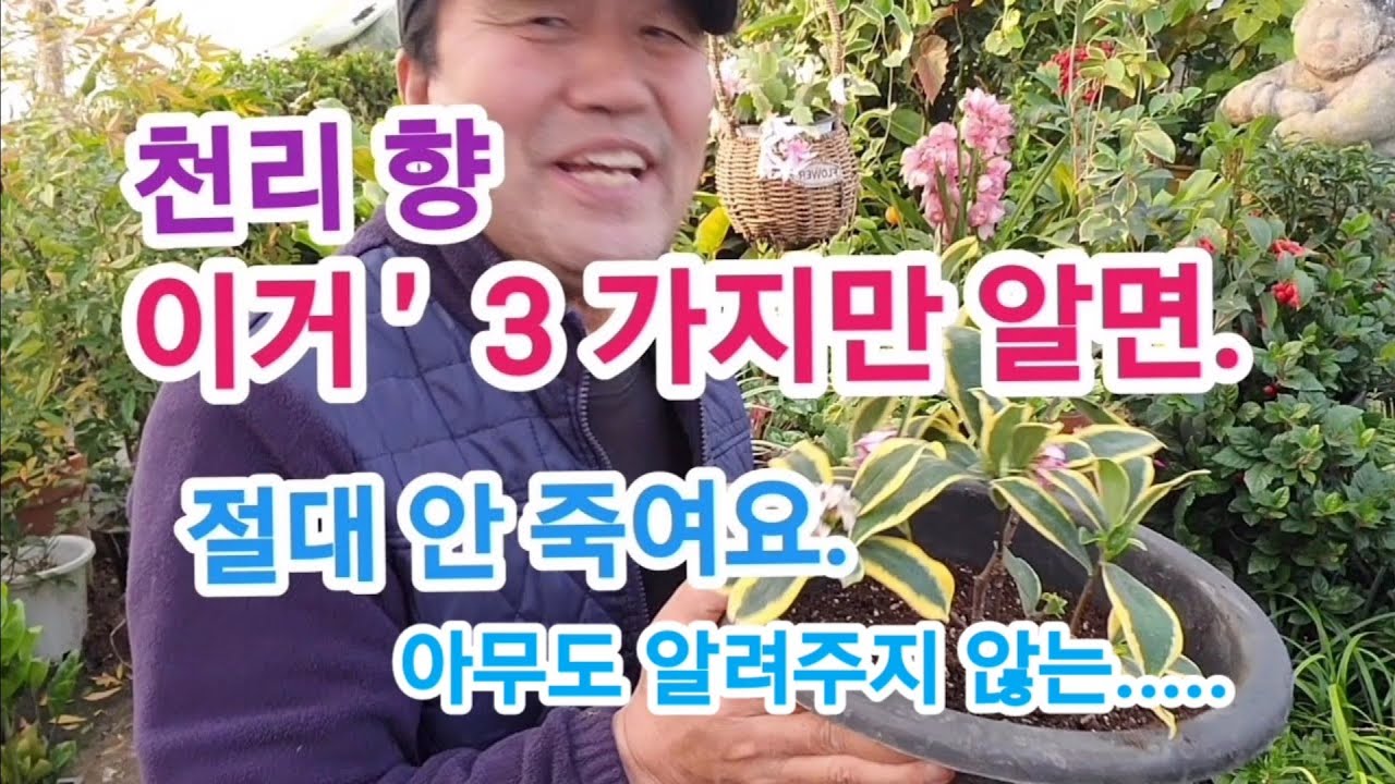 '천리향' 이거 모르고 키우면 다 죽어요!! (feat.식물 농원 주인이 제대로 알려드릴게요)