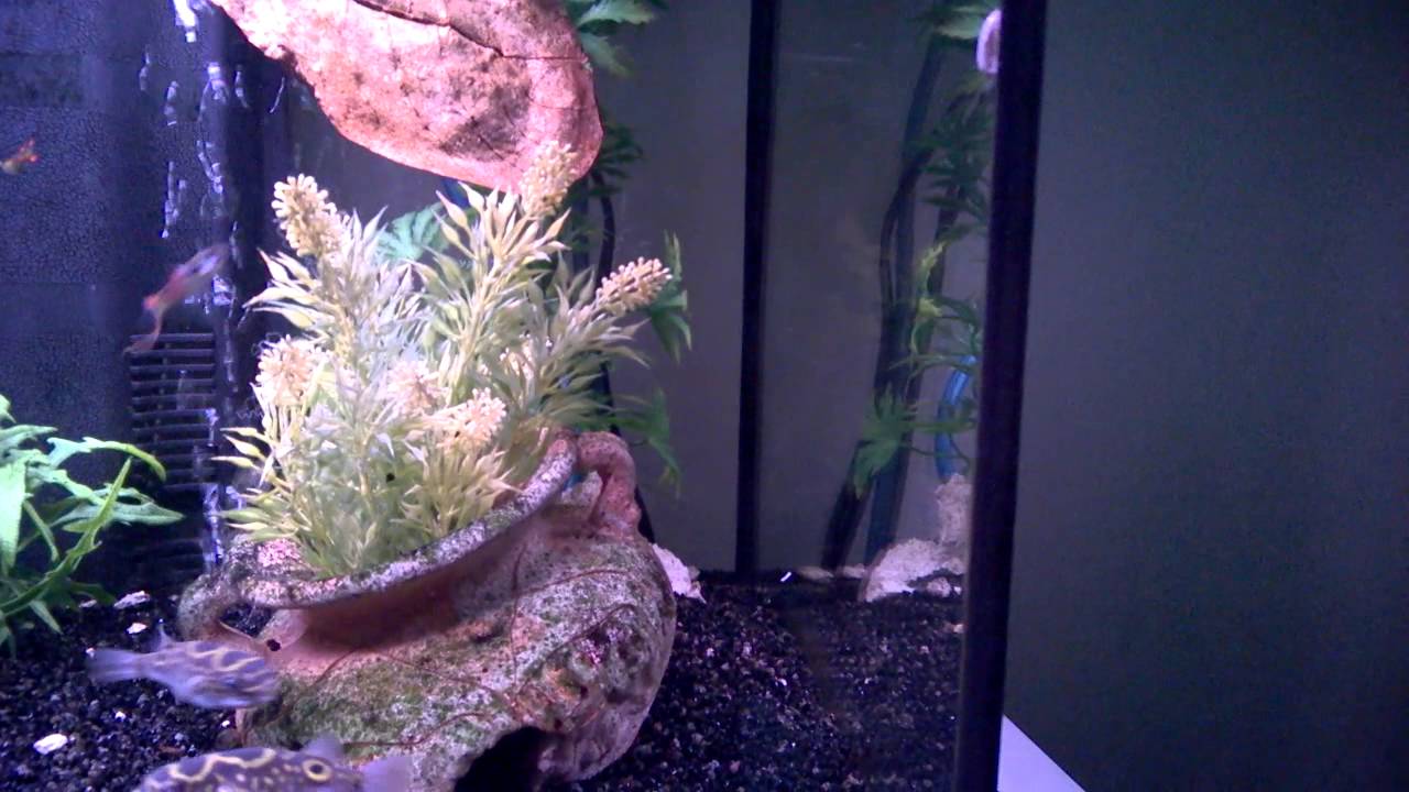 Tetraodon Biocellatus VS Cloporte