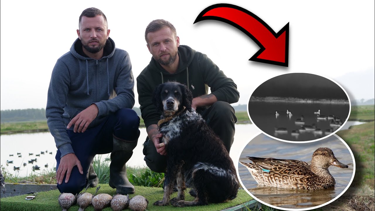 Chasse à la hutte en Baie d'Authie Sud, Mouvement de sarcelle d'hiver !! - Romain Chasse Passion