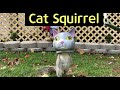 [4K] Cat Head Squirrel Feeder / 고양이머리 다람쥐