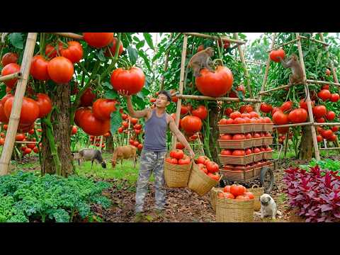 Slow And Peaceful Country Life - Harvest Tomatoes For Market - Cook Delicious Homemade Meals