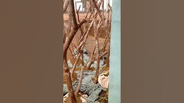 Phôi sim cổ thụ các loại