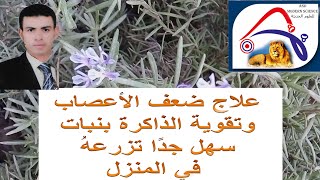 علاج ضعف الاعصاب بالروز ماري وكيفة زراعة اكليل الجبل في المنزل وفوائده الطبيه.  Growing rosemary