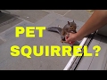 I got a pet Squirrel?! Cute squirrel eats a nut