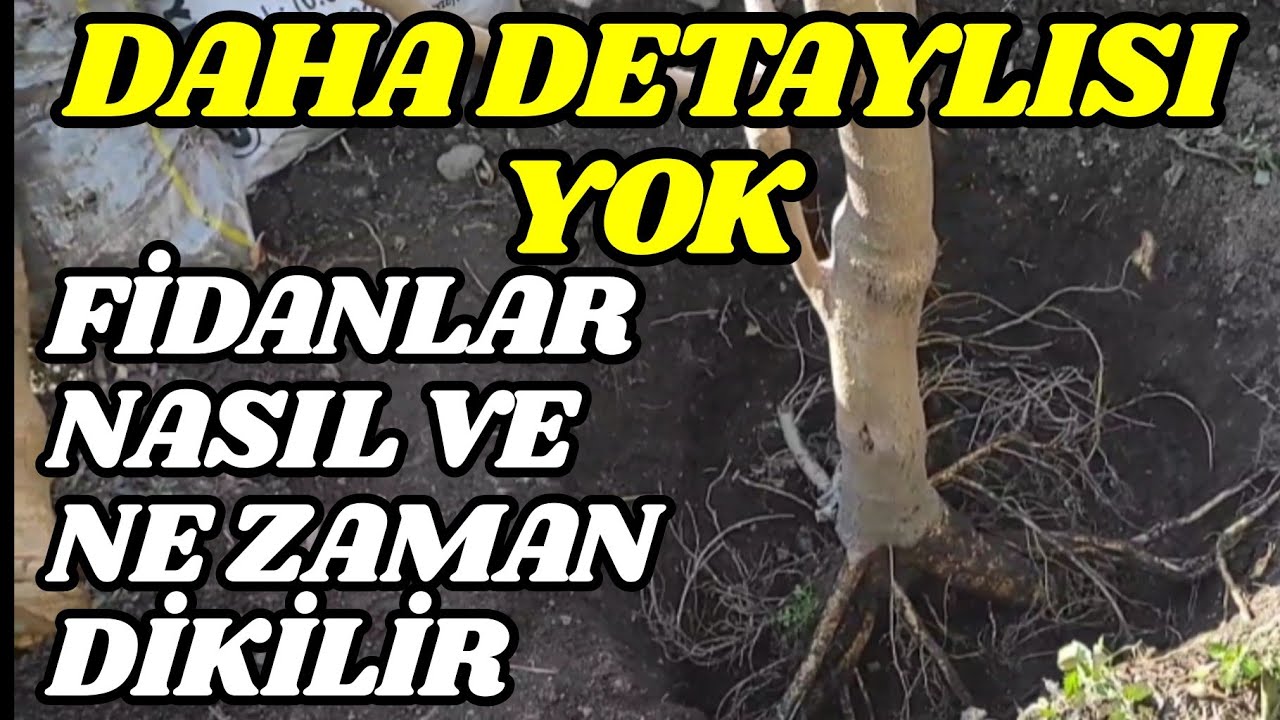 En Detaylı, Hap Bilgilerle, Fidan Dikimi, Nasıl ve Ne Zaman Yapılır