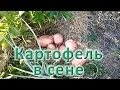 Выращивание картофеля в сене. Природное земледелие