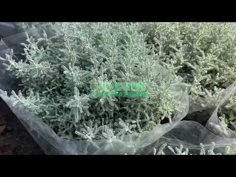 Video: Santolina Herb Plants - Cách sử dụng Santolina trong vườn