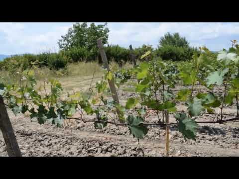 გურჯაანი , ჩუმლაყი ერთ წლის ბიო ვენახი