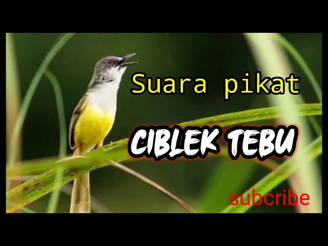 Suara pikat ciblek tebu jitu... class=