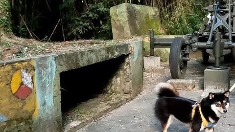 黑柴犬遊草山40高射砲陣地(Shiba Inu & Bofors 40 mm anti-aircraft gun)