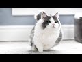 How FAST can munchkin cats run? の動画、YouTube動画。