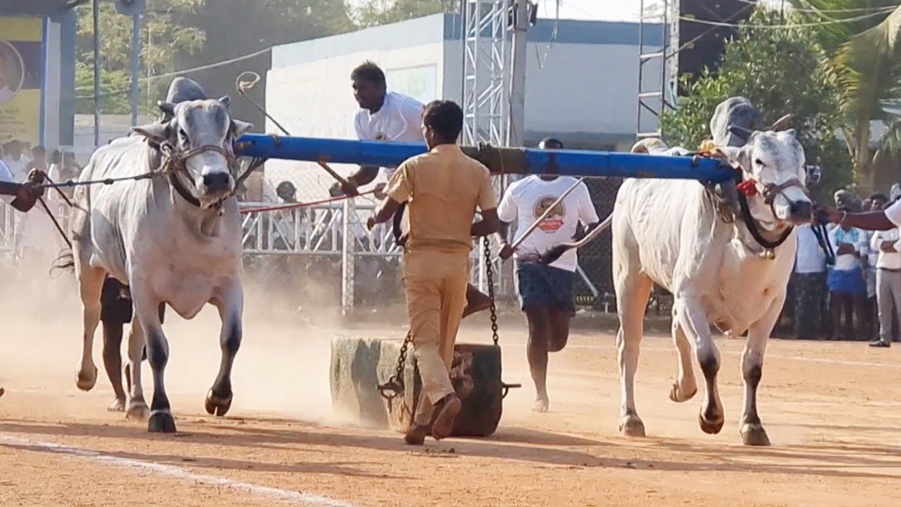 🥈ఉత్తనూరు న్యూ క్యాటగిరి విభాగం బండలాగుడు పోటీలు 6వ జత బిజ్జమ్మ గారి వెంకట కృష్ణయ్య పిన్నాపురం-oxen