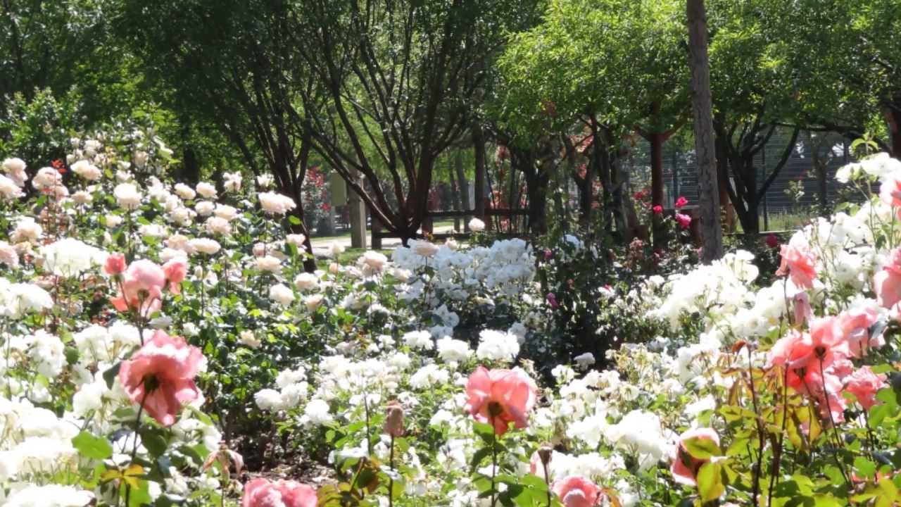 PARQUE LAS ROSAS LO BARNECHEA YouTube