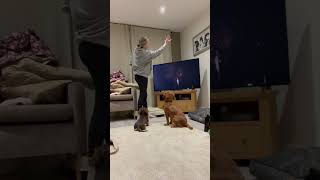 Dog's Quirky Reaction to Fireworks Video