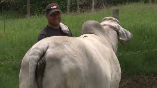 Ganadería La Siberia Brahman Renovación Generacional Campo Mundo del Campo