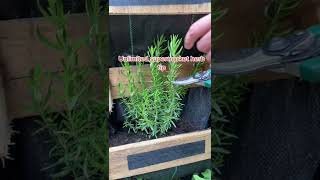 How to easily grow unlimited rosemary #shorts