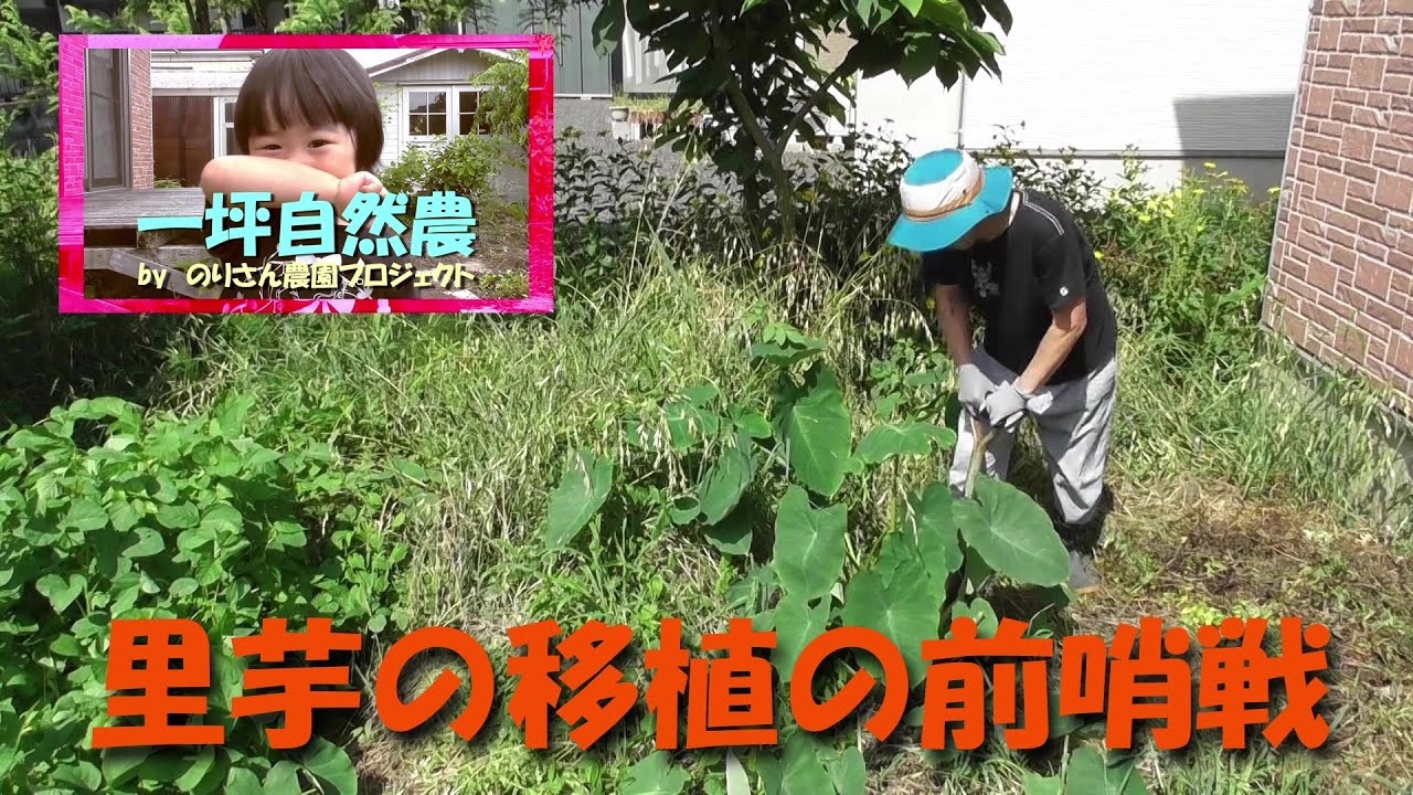 自然農】『里芋の移植の前哨戦』一坪自然農byのりさん農園プロジェクト