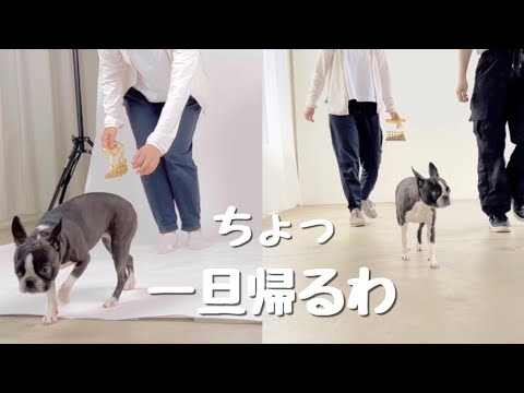 エムドックスのペットモデル登録オーディションを受けてみた【ボストンテリア】