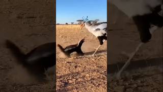 The secretary bird prepares to strike… but the fearless honey badger refuses to back down. 🦡 wild.