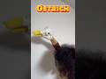 Ostrich 🤣😂🤣😂