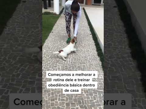 Vídeo: 5 dicas para prevenir o seu Jack Russell Terrier de puxar a coleira