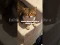 Reality show #cats #funny #shorts #realityshow y #edit