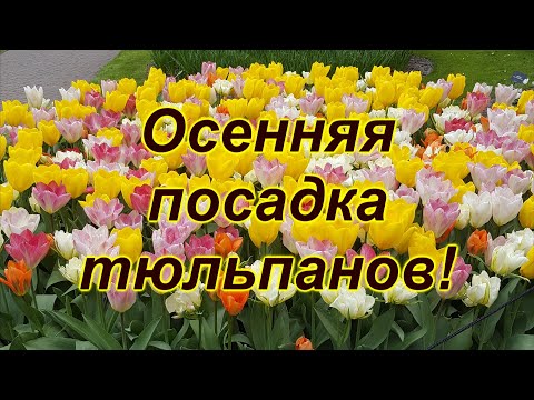 Осенняя посадка тюльпанов. Голландская технология.