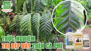 THỰC NGHIỆM TRỊ RỆP VẢY TRÊN CÀ PHÊ
