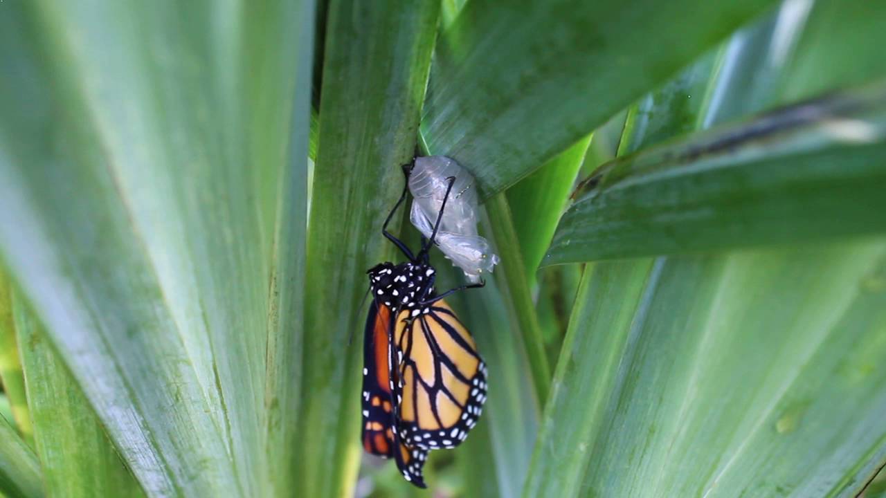 Monarch Butterfly Emerges from its Chrysalis YouTube