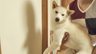 手で壁を押し返せる犬は賢いみたいでチャレンジしたらこうなりましたｗ【柴犬】