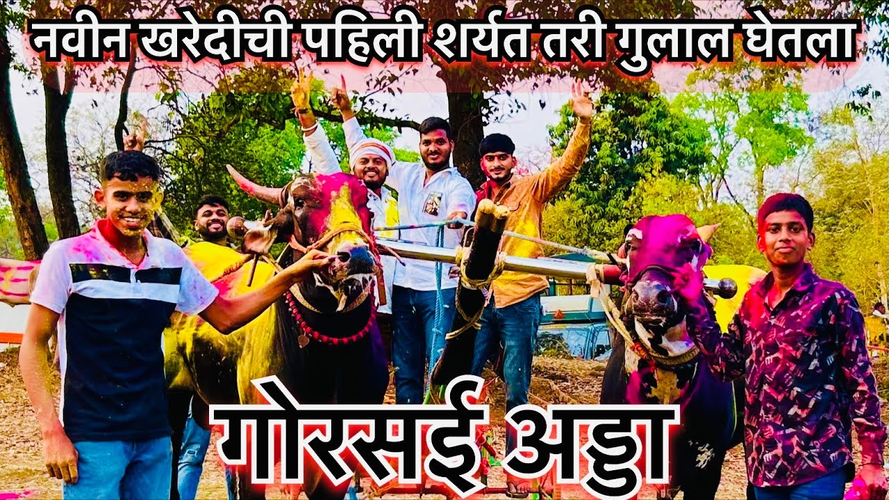 Bailgada sharyat gorsai adda | live bailgada sharyat | navin kharedi kelelya nandine ghetla gulal 