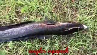 STRIKE GABUS MONSTER KOREA