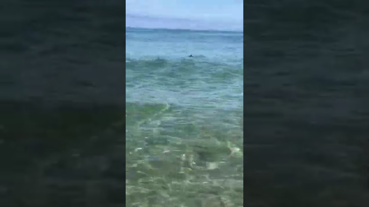 Tiburón peregrino en la playa de Fontenla, Barreiros