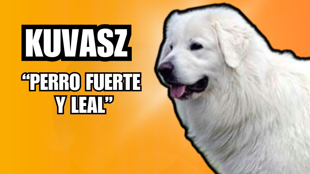 KUVASZ perro fuerte y Leal.