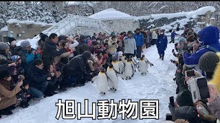 北海道旭山動物園(企鵝遊行) 