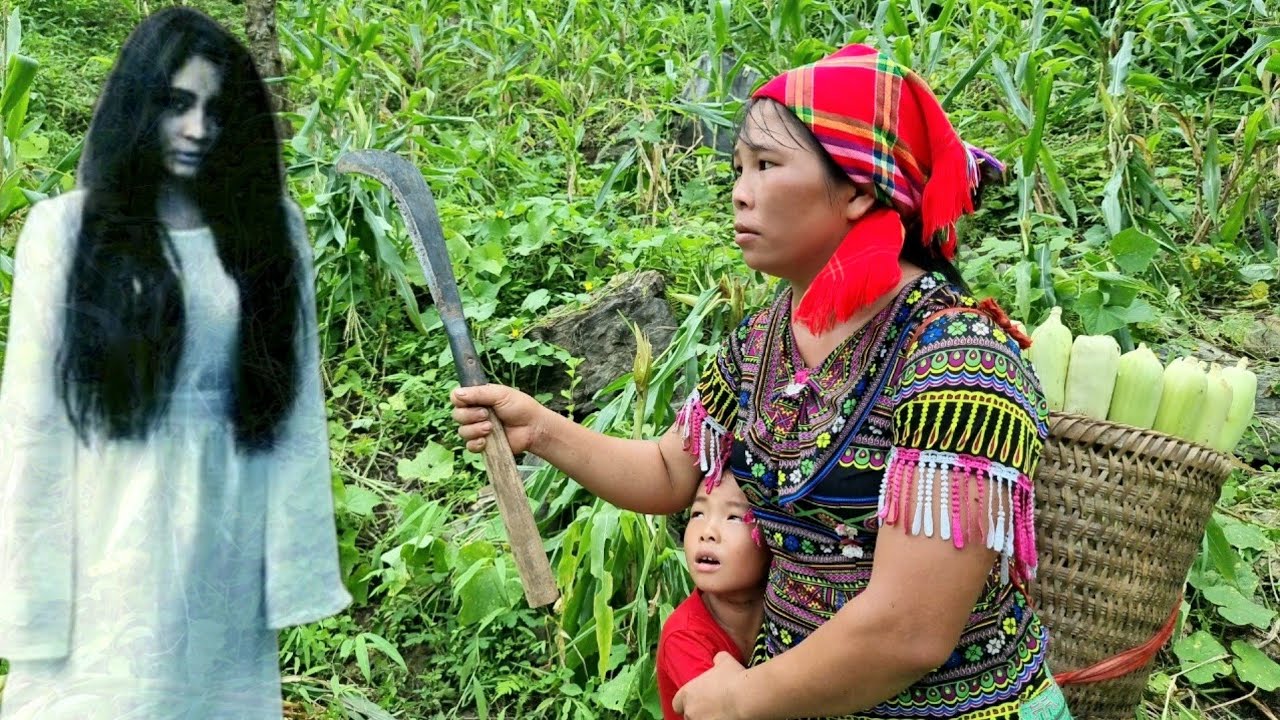 Single mother in danger in the forest - Harvesting corn for sale | Nhim single mom