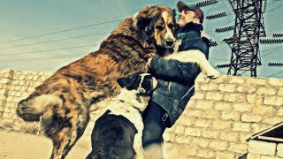 борец vs волкодав. Собачая жизнь в Казахстане борец vs волкодав. Собачая жизнь в Казахстане